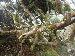 Juniperus morrisonicola