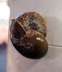 Fastosarion griseolus