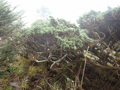 Juniperus morrisonicola