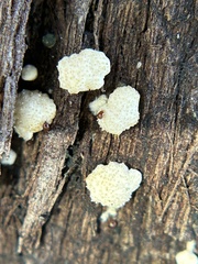 Trichoderma gelatinosum