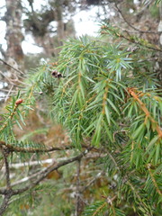 Juniperus formosana