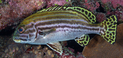 Plectorhinchus lessonii