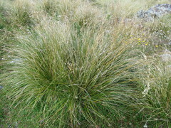 Chionochloa macra