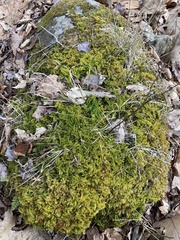 Callicladium imponens