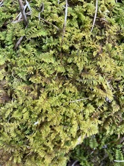 Callicladium imponens