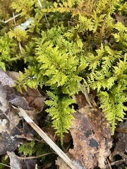 Callicladium imponens