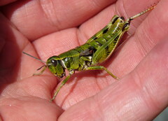 Sigaus australis