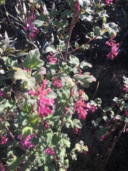 Ribes malvaceum