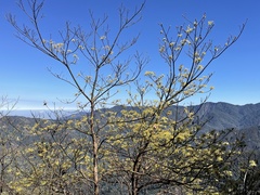 Sassafras randaiense