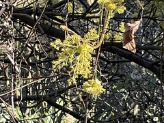 Sassafras randaiense