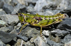 Sigaus australis