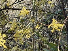 Sassafras randaiense