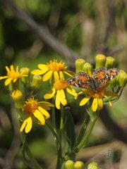 Senecio ampullaceus