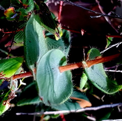 Leucopogon amplexicaulis