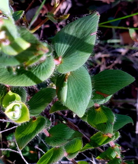 Leucopogon amplexicaulis