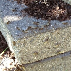 Lasius