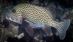 Plectorhinchus chaetodonoides