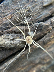 Protolophus