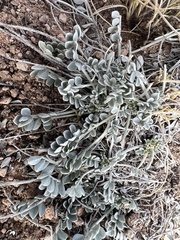 Astragalus calycosus