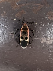 Physopelta gutta gutta