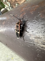 Physopelta gutta gutta