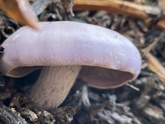 Cortinarius traganus