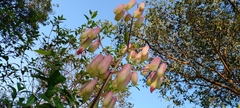 Kalanchoe pinnata