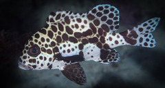 Plectorhinchus chaetodonoides