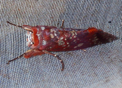 Hemiceras constellata