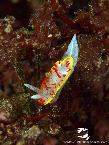 Red Papillae Dorid