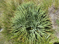 Aciphylla scott-thomsonii