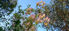 Kalanchoe pinnata