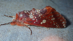 Hemiceras constellata