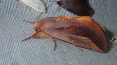 Hemiceras emerillonarum