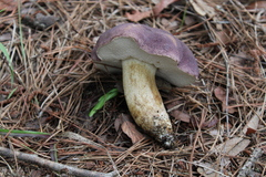 Tylopilus williamsii