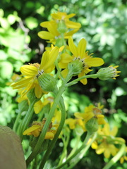 Packera streptanthifolia