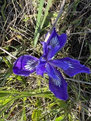 Iris macrosiphon