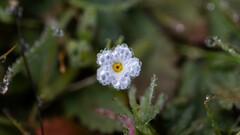 Plagiobothrys collinus