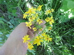 Packera streptanthifolia