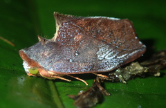 Maschane erratipennis