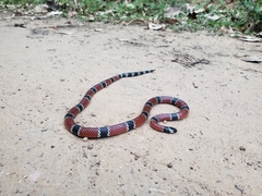 Micrurus corallinus