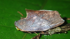 Maschane erratipennis