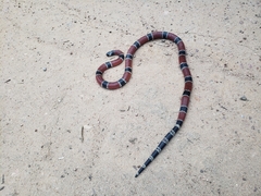 Micrurus corallinus