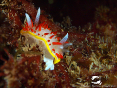 Diaphorodoris papillata