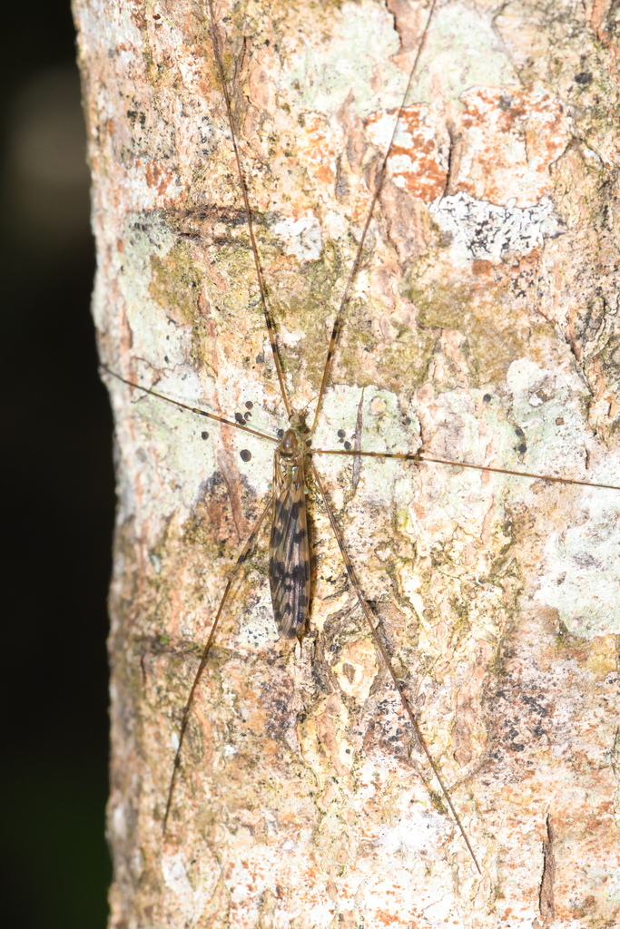 Austrolimnophila nigrocincta