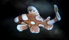 Plectorhinchus chaetodonoides