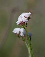 Limonium lobatum