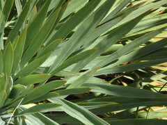 Aciphylla scott-thomsonii