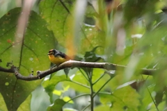 Myioborus melanocephalus