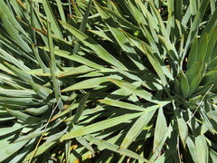 Aciphylla scott-thomsonii